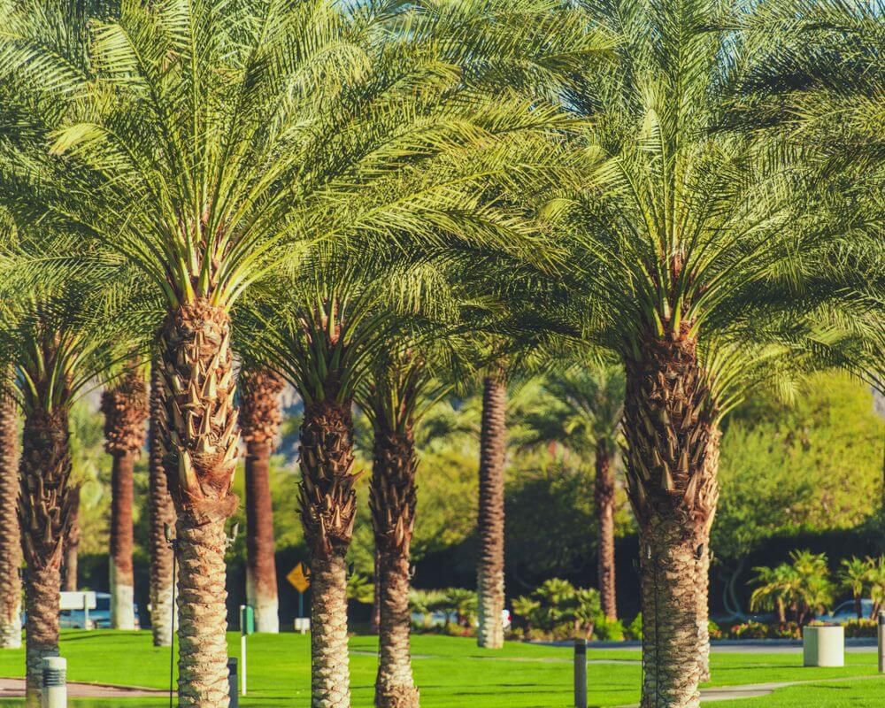 Indio Real Estate