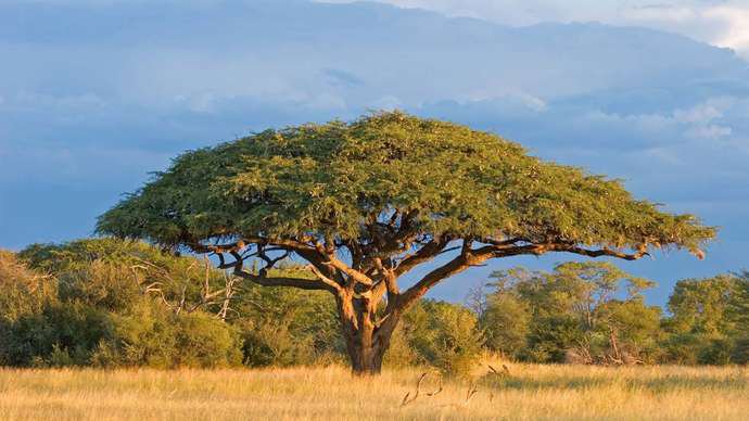 Acacia Tree (Acacia species) on a savanna in Zimbabwe.  © EcoView/stock.adobe.com
