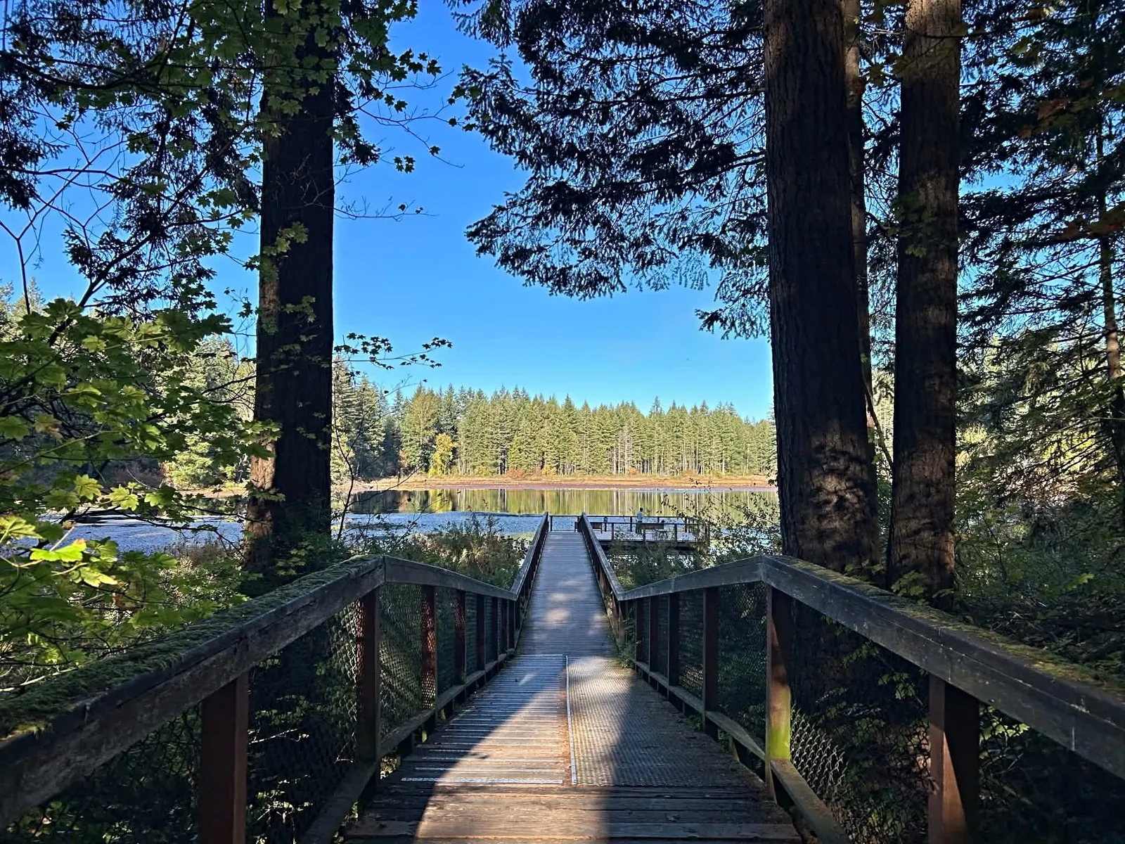 Pacific Northwest trees and open space