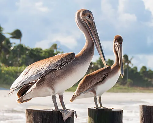 Pelican Bay Homes for Sale