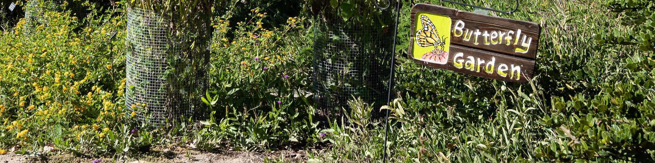 Casta del Sol - Mission Viejo - Butterfly Garden