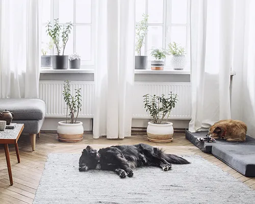 Pet Friendly Homes for Sale