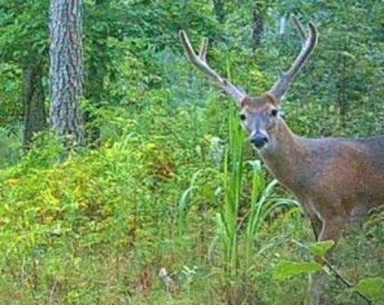 Liberty Ridge Rd, Hohenwald
