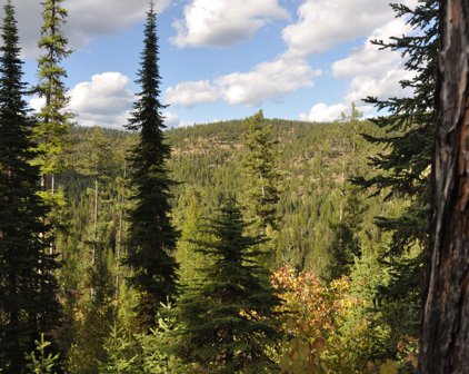 NHN Golden Larch Drive, Kalispell