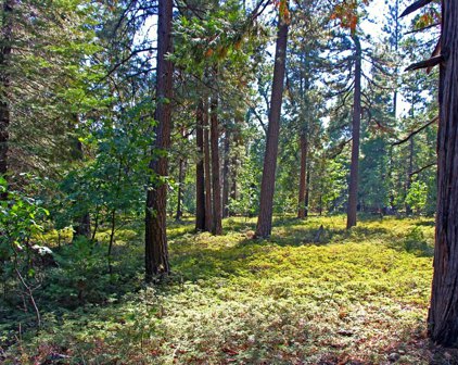 TBD Emerald Forest, Pollock Pines
