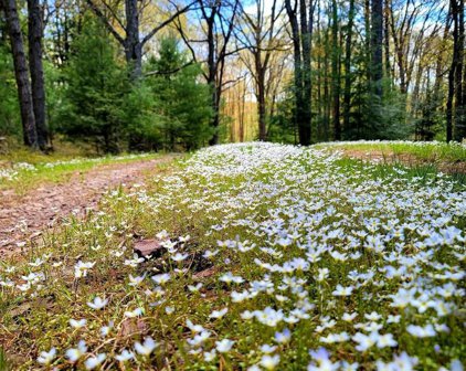 614 Graystones Jeras Rd Lot H-14, Albrightsville