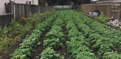 547 Myrtle ST, Half Moon Bay