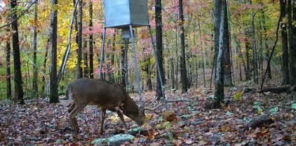 16600 Low Gap  Road, West Fork