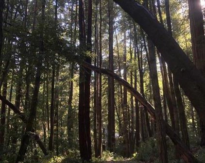00 Slate Creek, La Honda