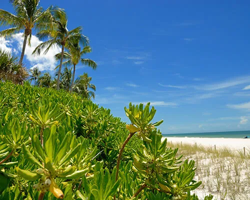 Vanderbilt Beach Homes for Sale