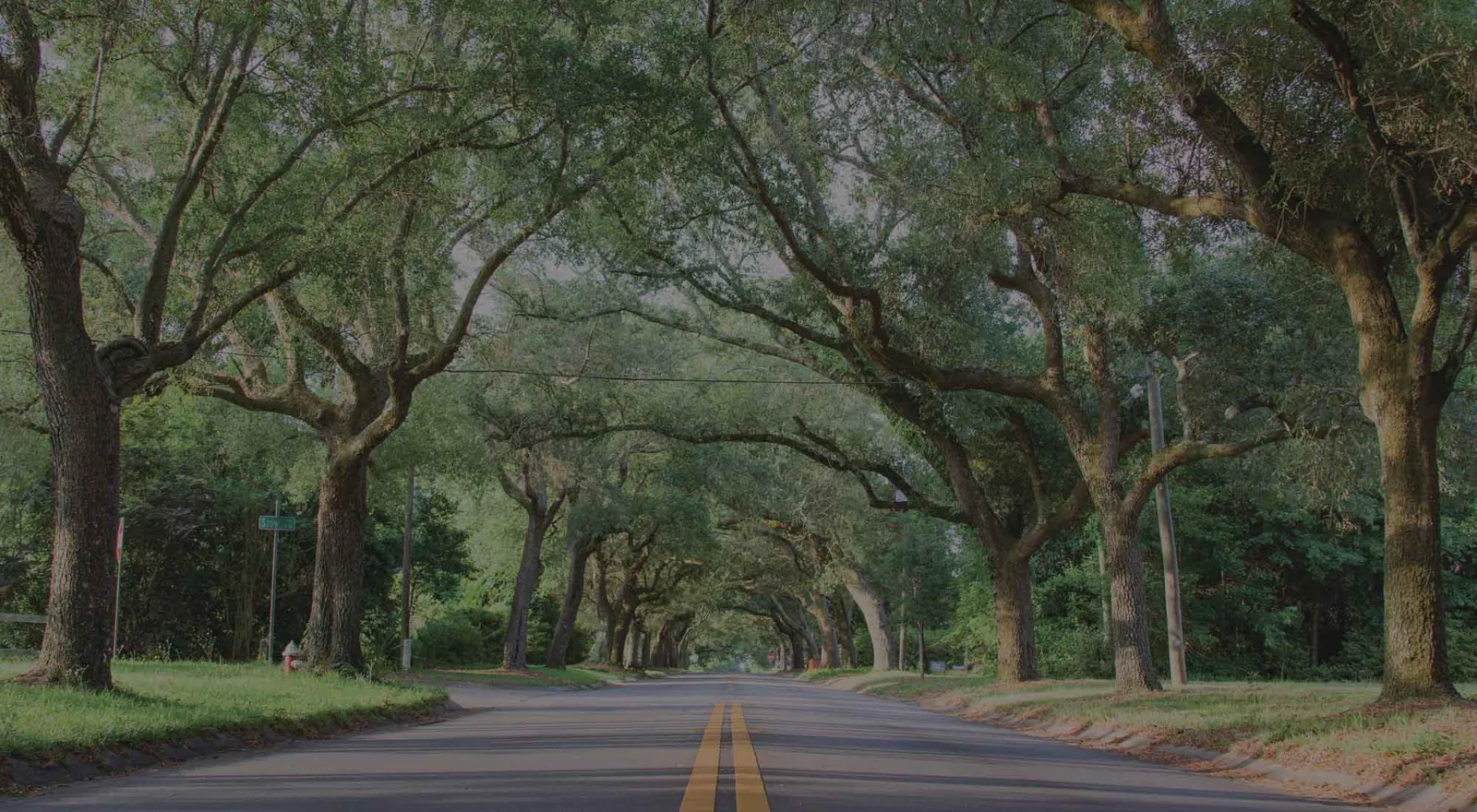 photo of East Hill tree tunnel of live oaks on 12th Avenue
