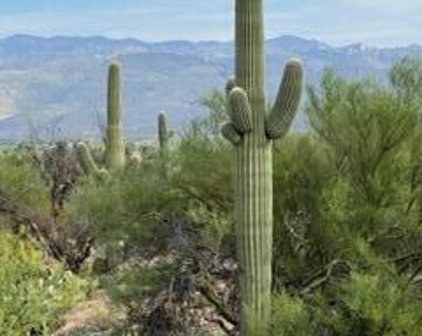 750 N Avenida Aguila, Tucson