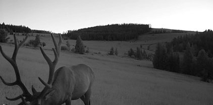 Venzuela Indian Creek Road, Townsend