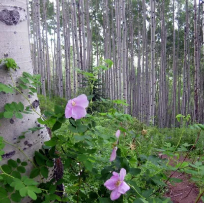 West Vail