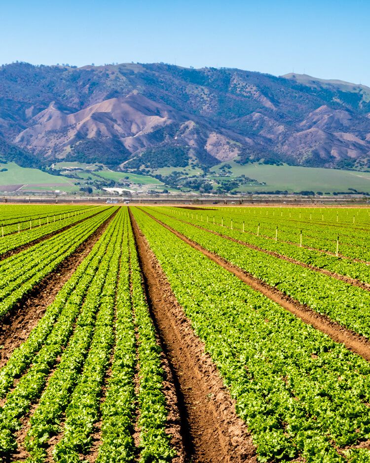 Salinas Real Estate