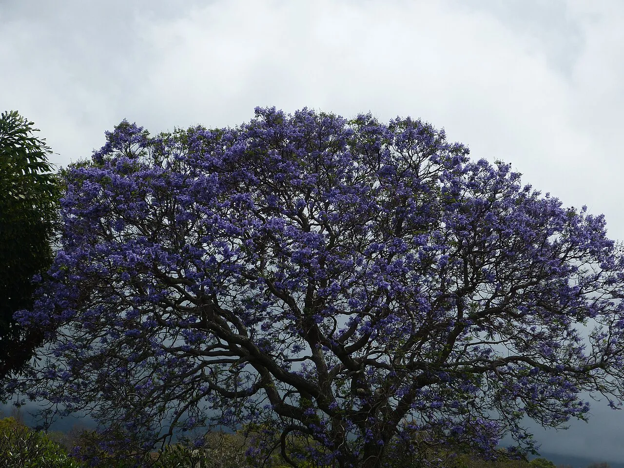 Jacaranda tree in bloom in Upcountry Maui
