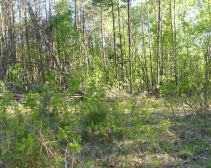 TRACT 1 Dusty  Ln, Martinsville