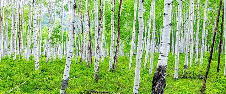 Properties in The Upper Red River Valley for Sale