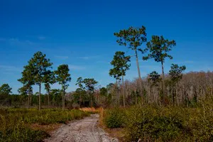 Rustic Isle of Pines in Orlando Florida near Lake Nona