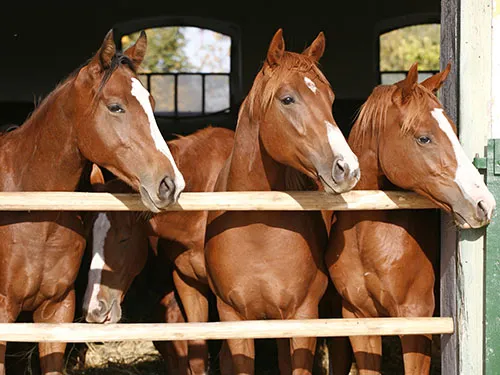 Horse Farms