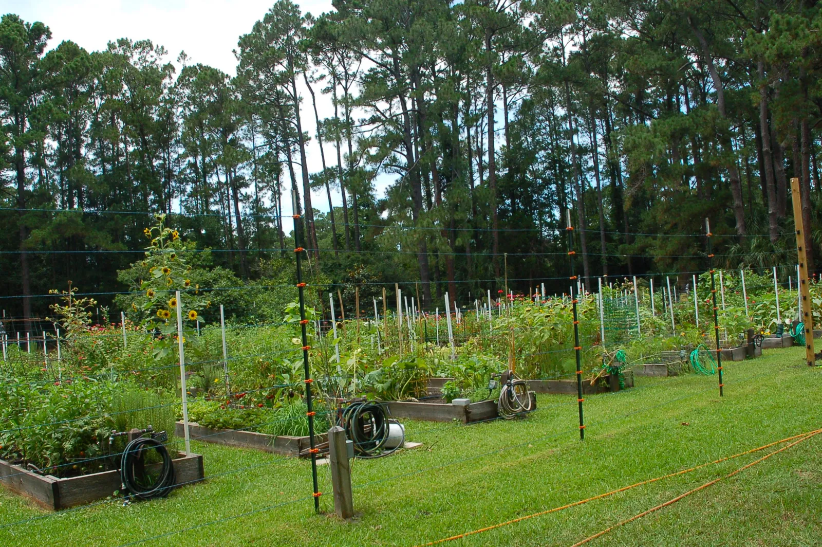Community garden and farm at Long Cove Club, Hilton Head Island SC