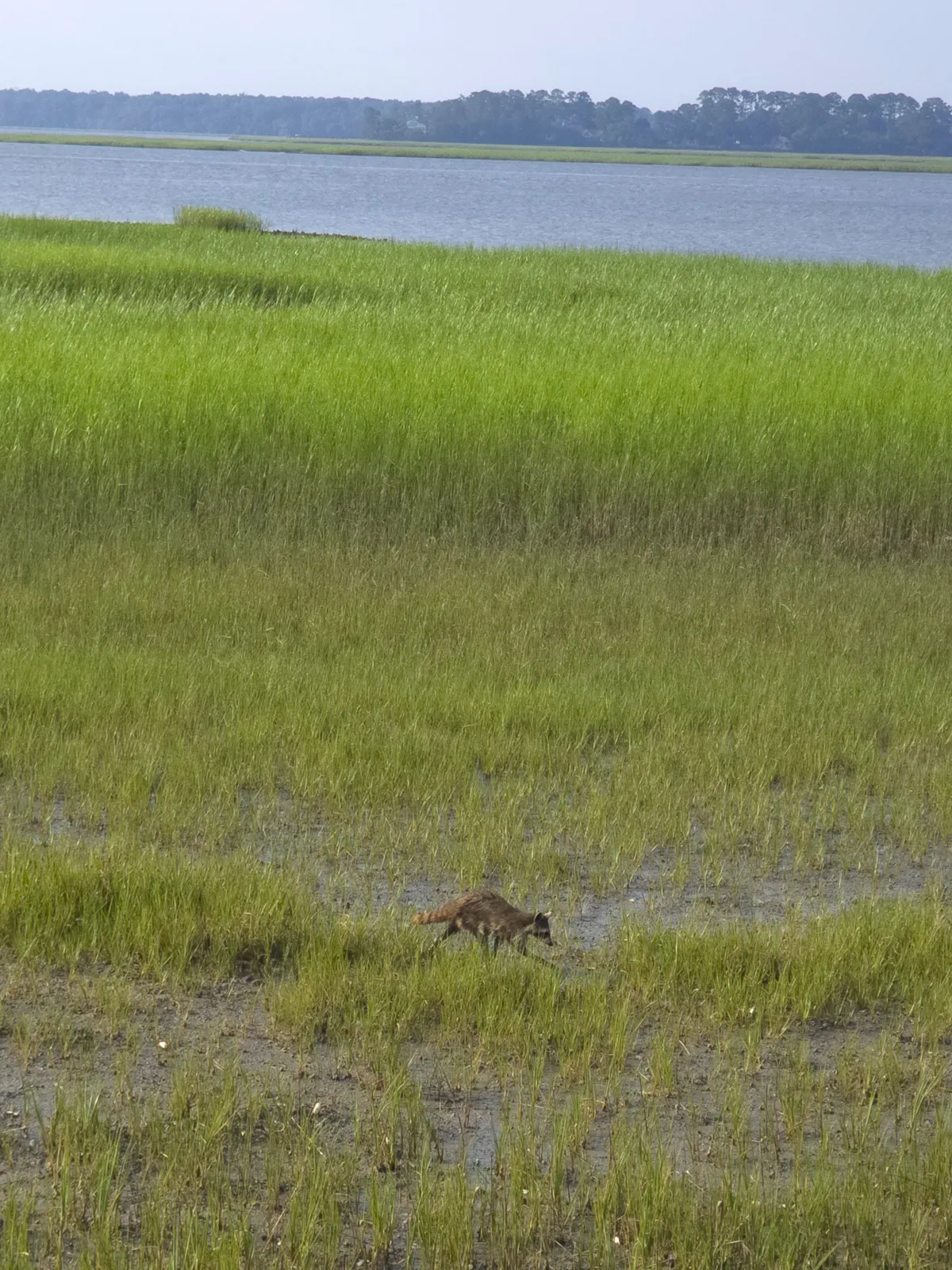 Raccoon along the Colleton River at low tide in Rose Hill Plantation Bluffton SC