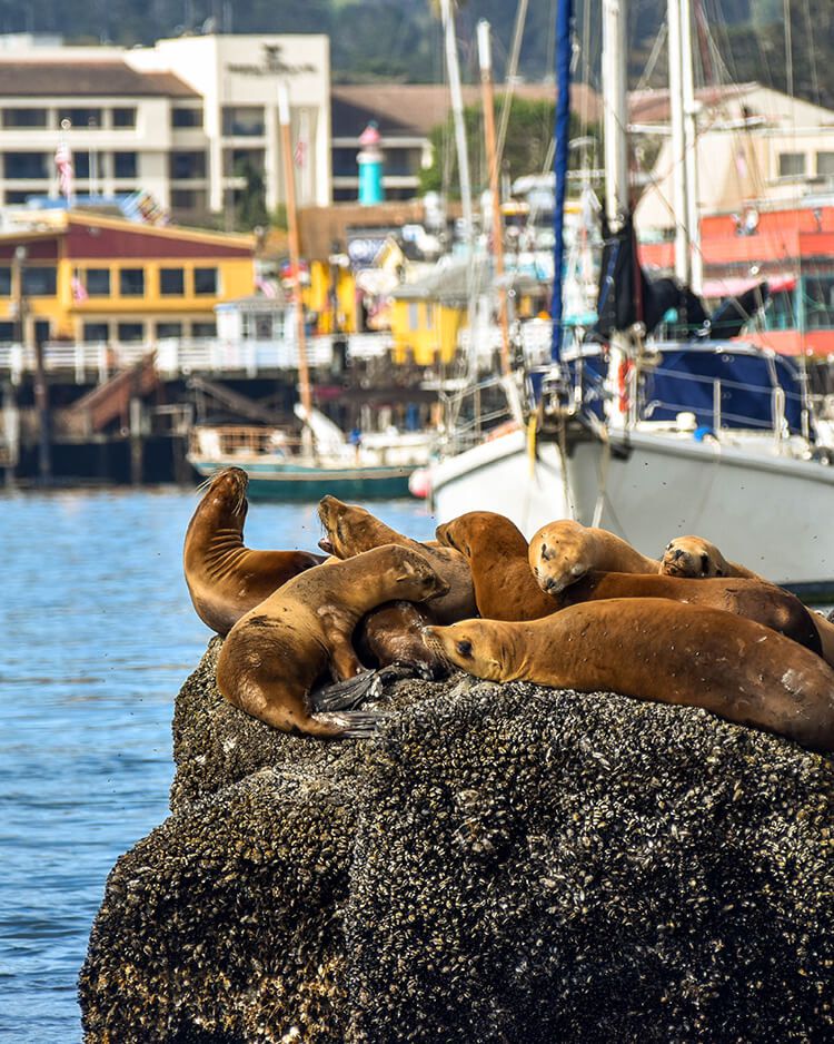 Monterey Real Estate