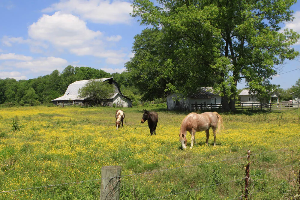 Western & Central Tennessee farms for sale