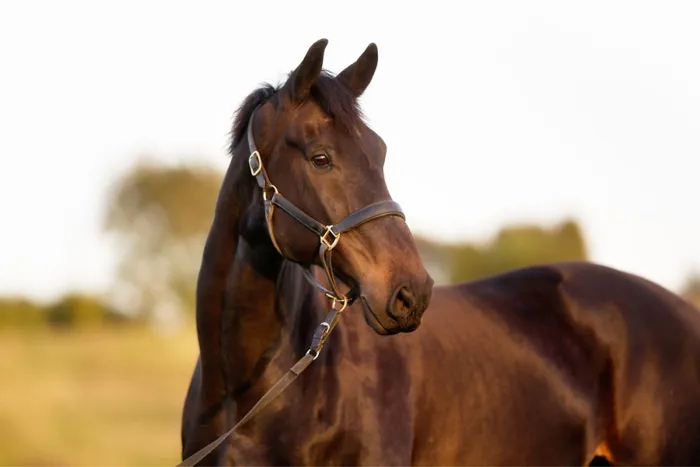 Horse property fargo moorhead west fargo 2