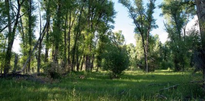 Kokane, Gunnison