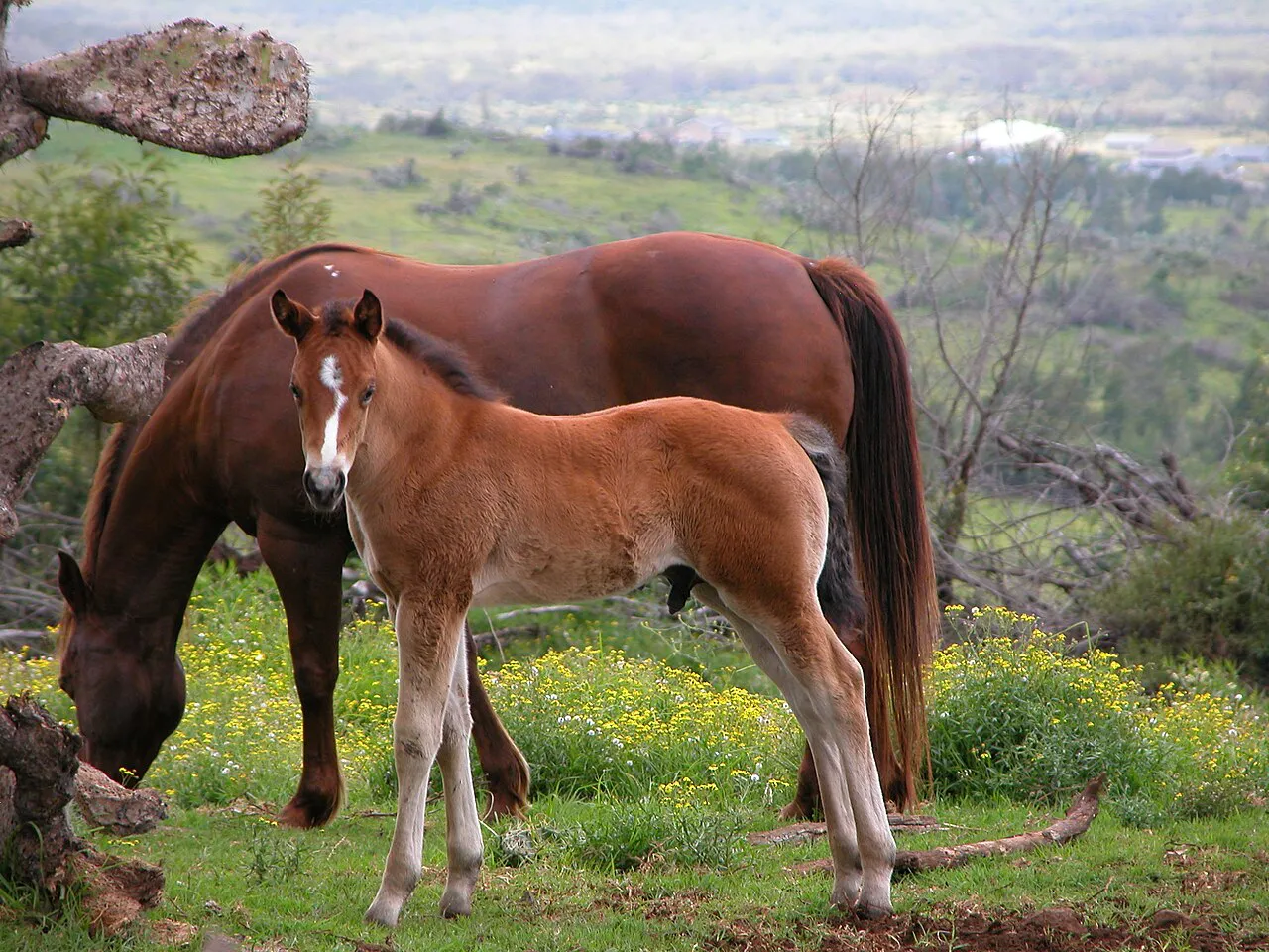 Mare and colt in an Upcountry Maui pasture