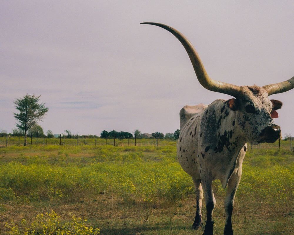 Celina ISD Real Estate