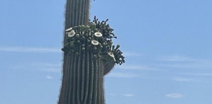 36981 S Jacy, Marana