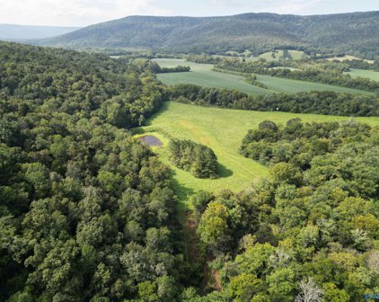 100 Acres County Road 12, Hollytree