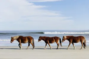 corolla, nc