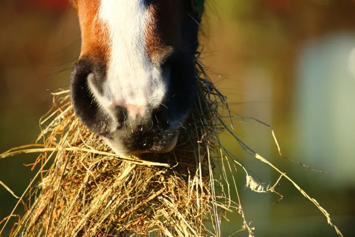 horse property fargo moorhead and west fargo 3