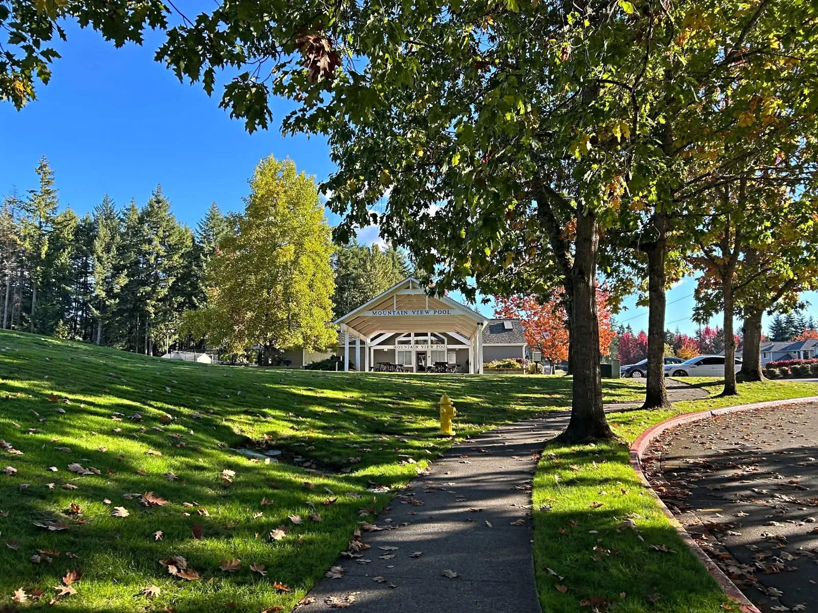 Evergreen scenery on the Sammamish Plateau