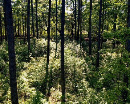 Padgett Road, Senoia