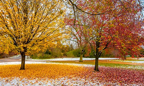 South Elgin Homes for Sale