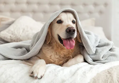 Pet Friendly Properties for Sale or Rent