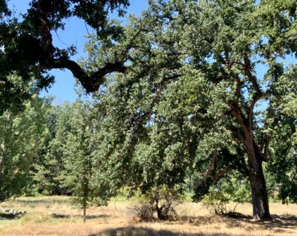 Giant Oak, Oakhurst