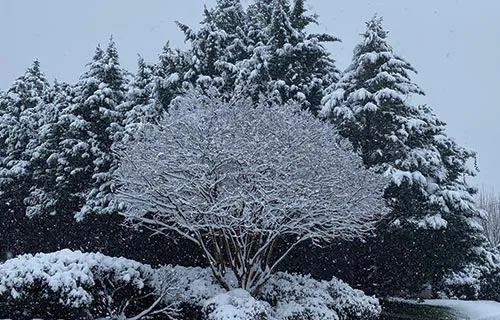 winter in the georgia mountains